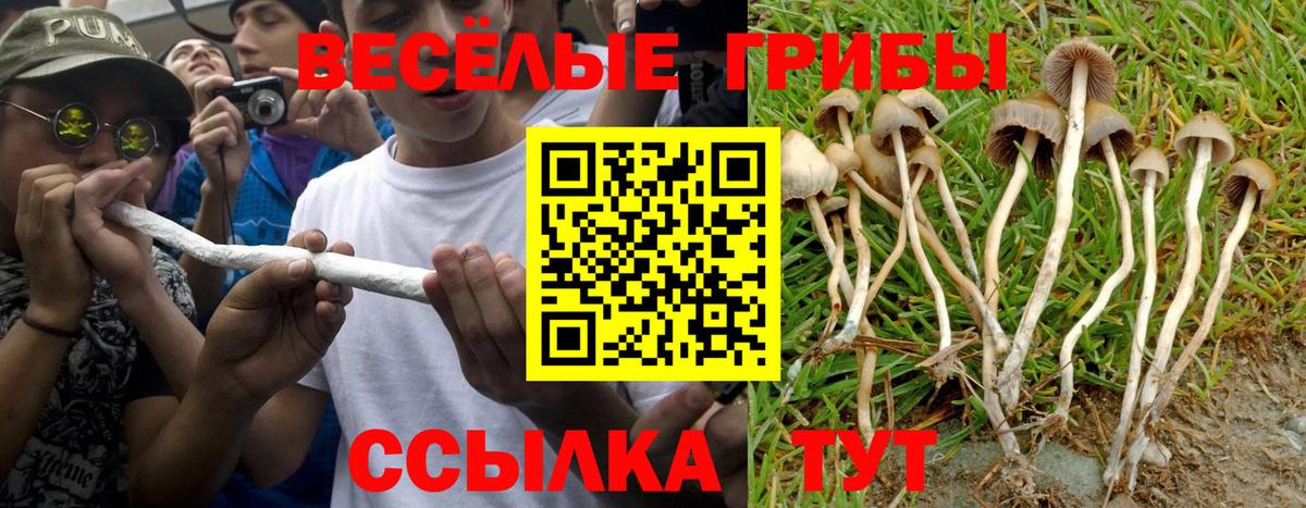 Псилоцибиновые грибы Psilocybe Ефремов